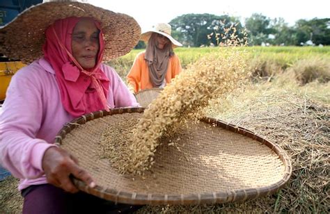 pagbayo|MAKALUMANG PAGHIHIWALAY NG IPA SA BIGAS (AGBAYO .